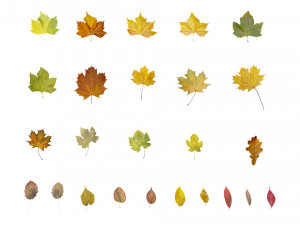 autumn leaves set 3D मॉडल