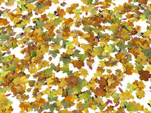 autumn leaves set 3D मॉडल