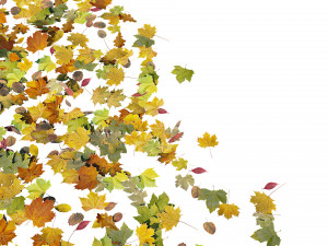autumn leaves set 3D मॉडल