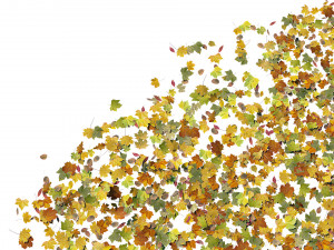 autumn leaves set 3D मॉडल