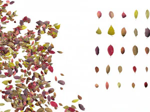 set di foglie autunnali Modello 3D