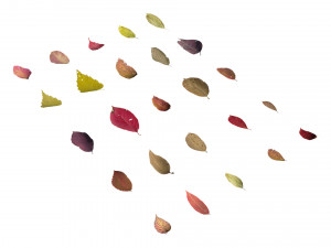 autumn leaves set 3D Модель