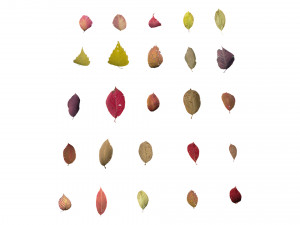 autumn leaves set 3D Модель