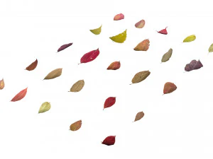 autumn leaves set 3D Model