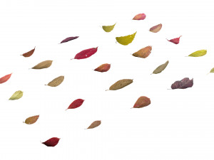 autumn leaves set 3D Модель