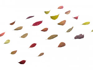 autumn leaves set 3D Model