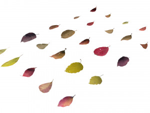autumn leaves set 3D Модель