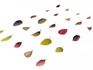 autumn leaves set 3D Model