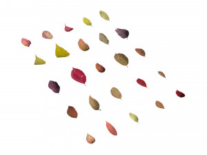 autumn leaves set 3D Модель