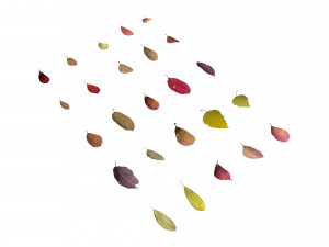 autumn leaves set 3D Модель