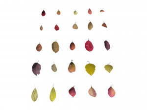 autumn leaves set 3D Модель