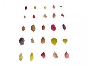 autumn leaves set 3D Model