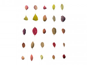 autumn leaves set 3D Модель