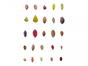 autumn leaves set 3D Модель