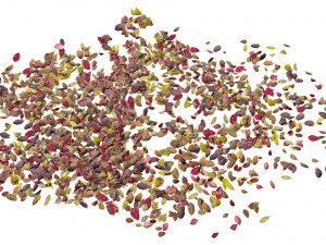 autumn leaves set 3D Модель