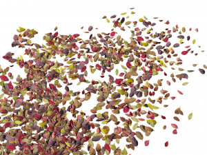autumn leaves set 3D Модель