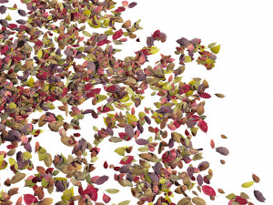 autumn leaves set 3D Модель