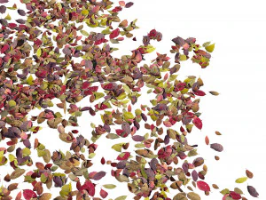 autumn leaves set 3D Model