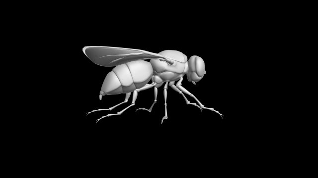 Fly insect 3D मॉडल .c4d .max .obj .3ds .fbx .stl .blend 
