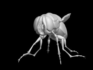 Fly insect 3D मॉडल