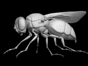 Fly insect 3D मॉडल