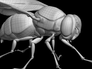 Fly insect 3D मॉडल