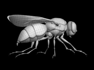 Fly insect 3D मॉडल