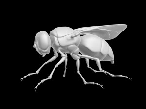 Fly insect 3D मॉडल