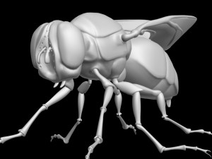 Fly insect 3D मॉडल