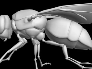 Fly insect 3D Model