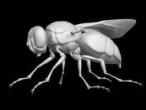 Fly insect 3D मॉडल