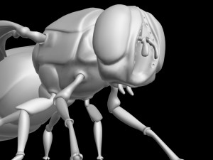 Fly insect 3D मॉडल