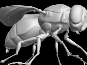 Fly insect 3D मॉडल