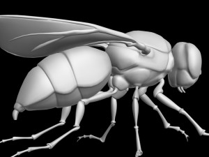Fly insect 3D मॉडल