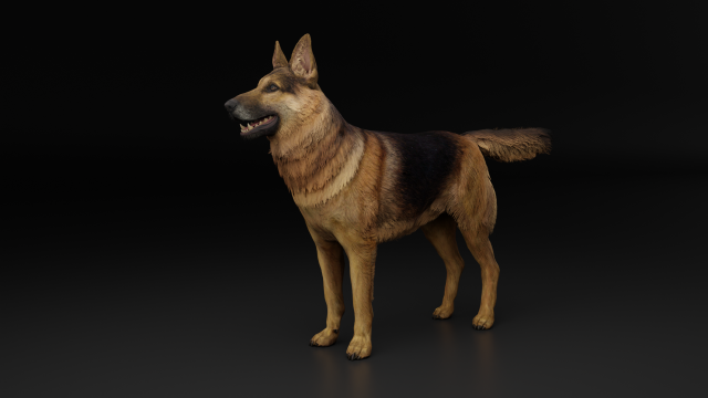 German Shepherd Dog Modèle 3D .c4d .max .obj .3ds .fbx .stl .blend 