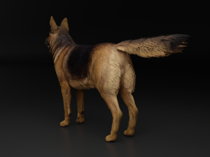German Shepherd Dog Modèle 3D