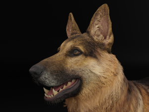 German Shepherd Dog Modèle 3D