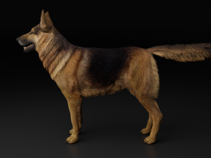 German Shepherd Dog Modèle 3D