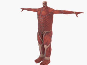 Colossal titan 3D Model