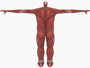 Colossal titan 3D Model