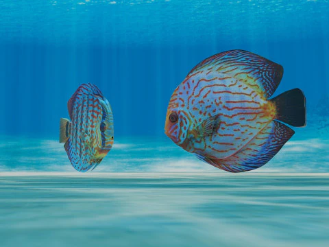 Discus Fish 3D Model