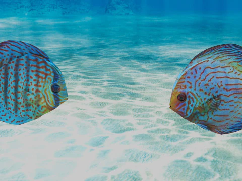 Discus Fish 3D Model