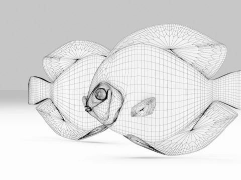 Discus Fish 3D Model