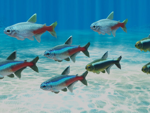 Neon Tetra Fish Modello 3D
