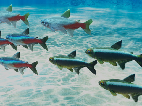 Neon Tetra Fish Modelo 3D