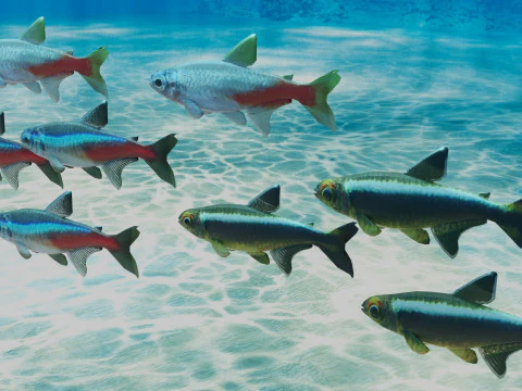 Neon Tetra Fish 3D Model