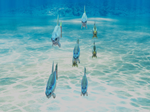 Neon Tetra Fish Modelo 3D
