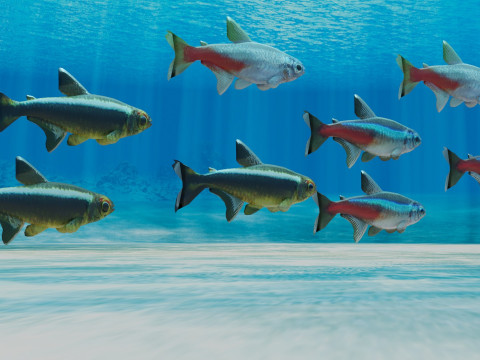 Neon Tetra Fish Modelo 3D