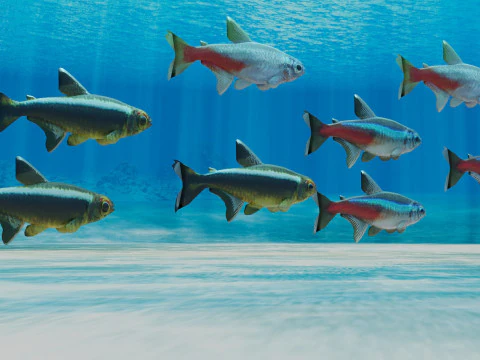 Neon Tetra Fish 3D Model