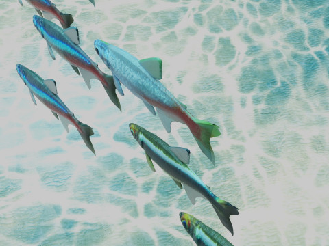 Neon Tetra Fish Modelo 3D